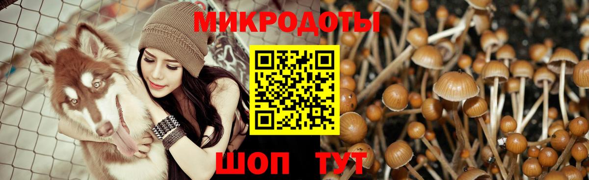 Псилоцибиновые грибы Psilocybe Аргун